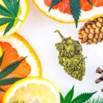 Quels sont les terpènes du CBD ?