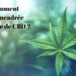 Comment est encadrée la vente de CBD ?