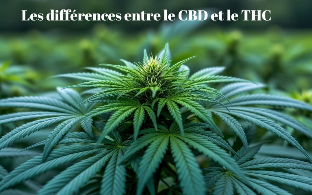 Les différences entre le CBD et le THC : ce que vous devez savoir