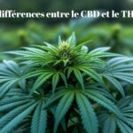 Les différences entre le CBD et le THC
