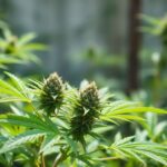 Tout savoir sur le THCP : le cannabinoïde révolutionnaire