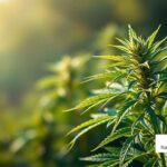 Comprendre le THCV : bienfaits et utilisations