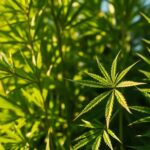Tout savoir sur le HHC : bienfaits et usages