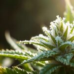 Que sont les trichomes du cannabis ?