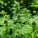 CBD : comprendre l'effet d'entourage et ses bienfaits