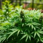 Le cannabis est-il illégal ?