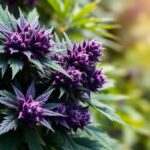Purple Kush : tout savoir sur cette variété de cannabis