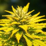 Découvrez la variété Californian Gold : le trésor du cannabis