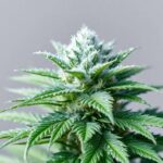 Caractéristiques de la variété Snowcap