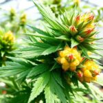 Pineapple Kush Cake Autofloraison : découverte du produit Sensi Seeds