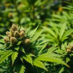 Gorilla Glue #4 : découverte de la célèbre variété de cannabis