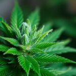 Juicy Fruit : découvrez la Variété de Cannabis aux Saveurs Fruitées