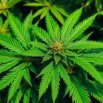 Green Crack : découvrez la variété de cannabis énergisante