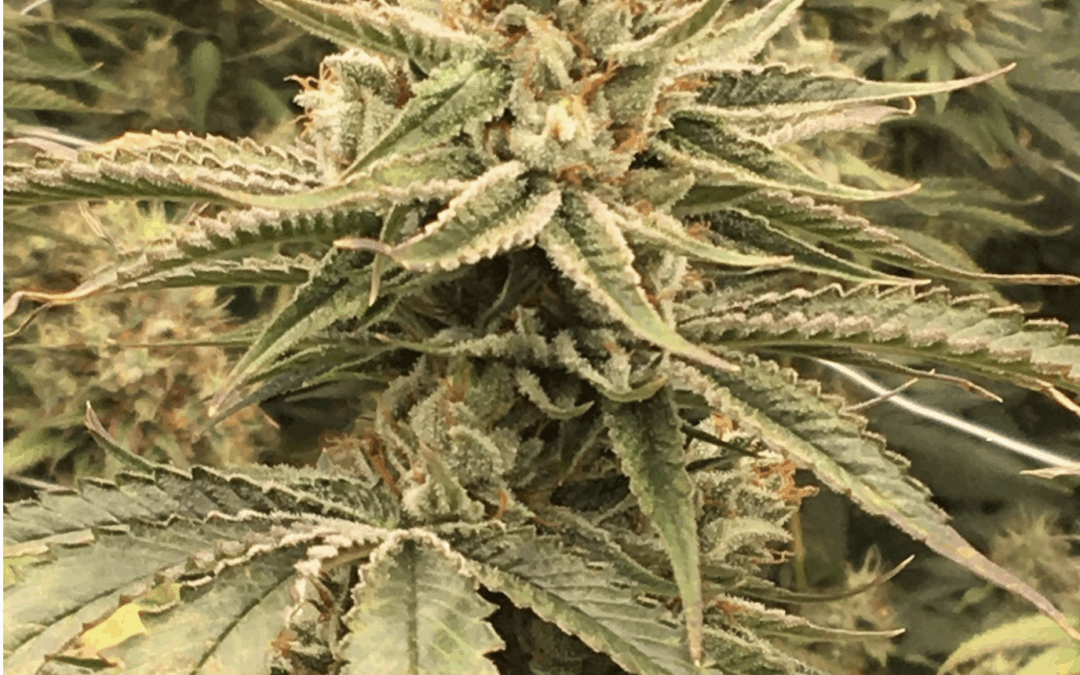 Acapulco Gold : une variété de cannabis légendaire