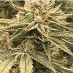 Acapulco Gold : une variété de cannabis légendaire