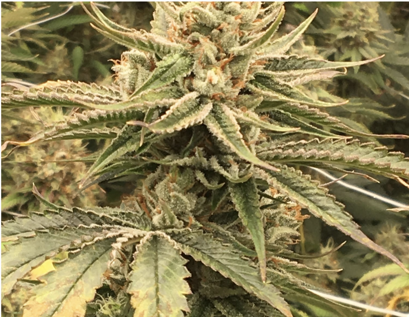 Acapulco Gold : une variété de cannabis légendaire