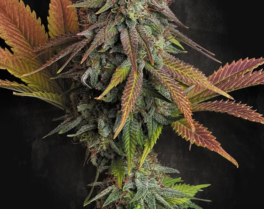 Découvrez la variété Californian Gold : le trésor du cannabis