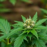 Composants et molécules du cannabis",mere,66.00,0