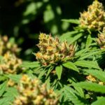 Effet d'entourage : interaction CBD, tHC et terpènes