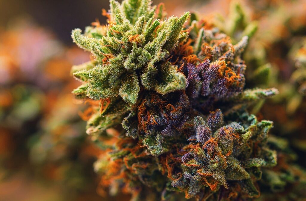 Variétés et qualité des fleurs de CBD