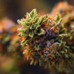 Variétés et qualité des fleurs de CBD