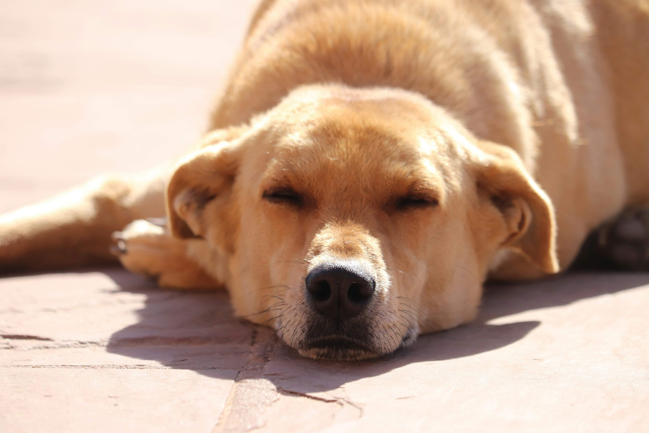 le-cbd-est-il-efficace-pour-calmer-un-chien-stresse le-cbd-est-il-efficace-pour-calmer-un-chien-stresse