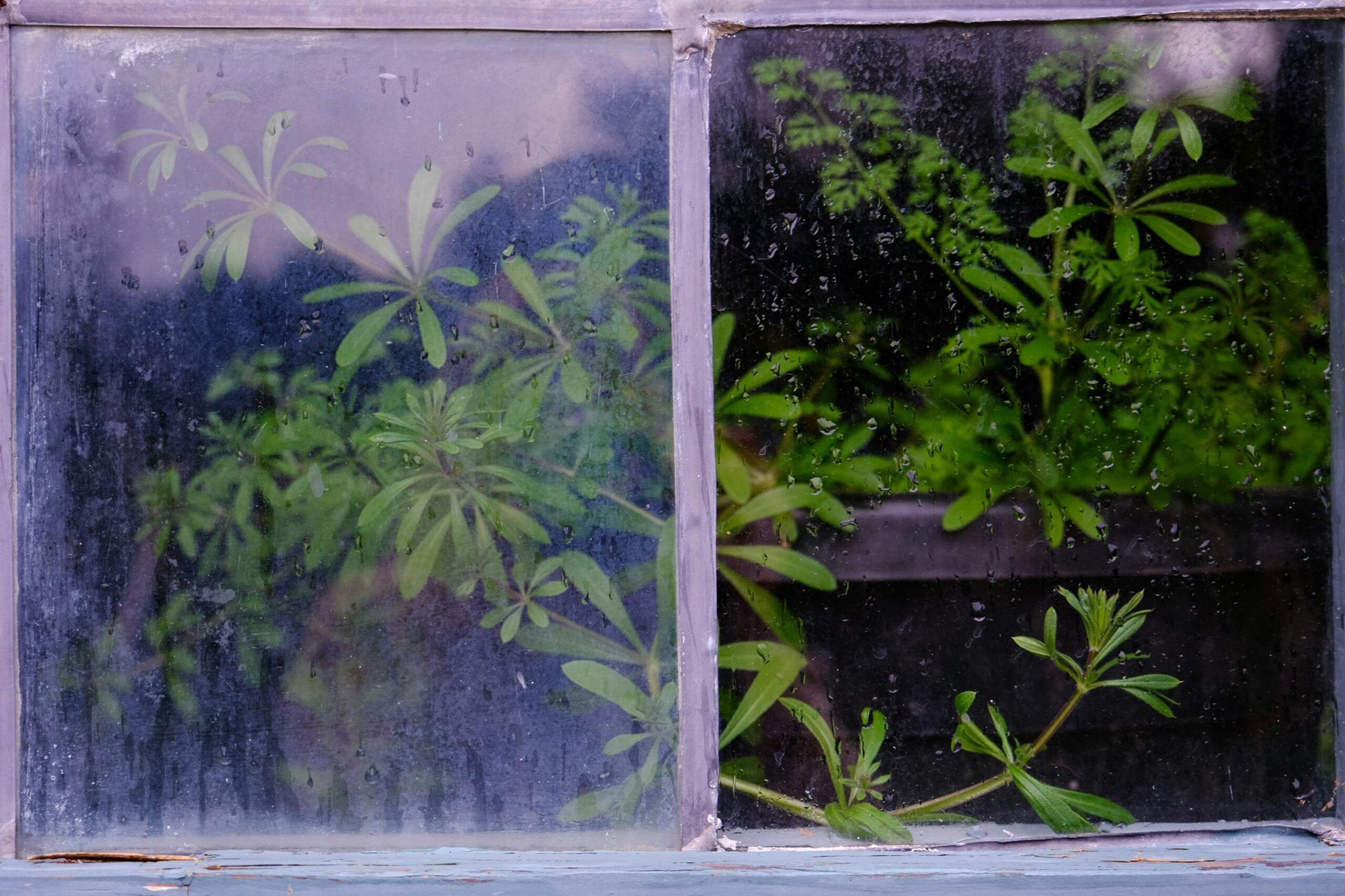 quelle-difference-entre-fleurs-de-cbd-indoor-et-outdoor